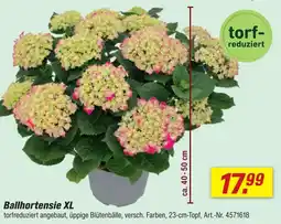 toom Baumarkt Ballhortensie xl Angebot