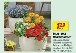 toom Baumarkt Beet- und balkonblumen Angebot