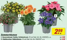 toom Baumarkt Husarenknopf, dahlie, schleierkraut Angebot