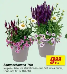 toom Baumarkt Sommerblumen-trio Angebot