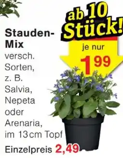 Wiglo Wunderland Stauden- Mix Angebot
