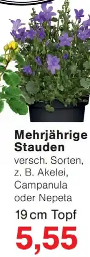 Wiglo Wunderland Mehrjährige Stauden Angebot