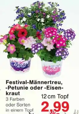 Wiglo Wunderland Festival-Männertreu, -Petunie oder -Eisenkraut Angebot