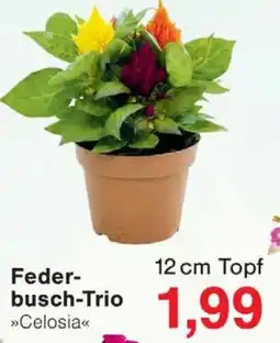 Wiglo Wunderland Federbusch-Trio Angebot