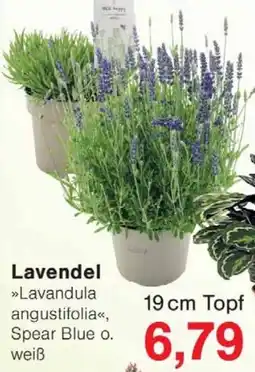 Wiglo Wunderland Lavendel Angebot