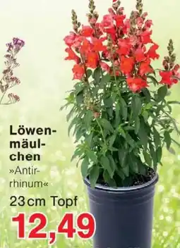 Wiglo Wunderland Löwenmäulchen Angebot