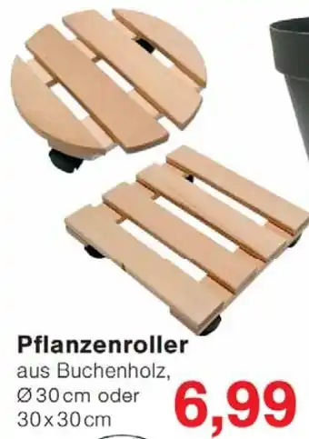Wiglo Wunderland Pflanzenroller Angebot