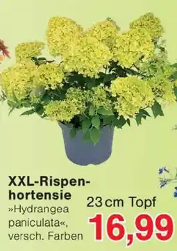 Wiglo Wunderland XXL-Rispenhortensie Angebot