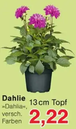 Wiglo Wunderland Dahlie Angebot