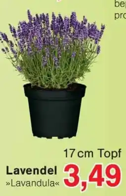 Wiglo Wunderland Lavendel Angebot