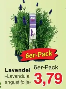Wiglo Wunderland Lavendel 6er-Pack Angebot