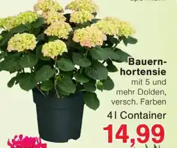Wiglo Wunderland Bauernhortensie Angebot