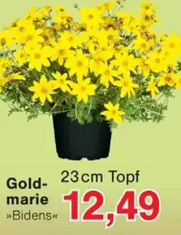 Wiglo Wunderland Goldmarie Angebot