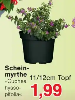 Wiglo Wunderland Scheinmyrthe Angebot