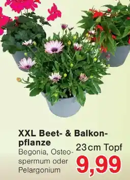 Wiglo Wunderland XXL Beet- & Balkonpflanze Angebot