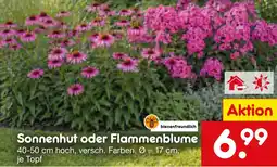 Netto Marken-Discount Sonnenhut oder Flammenblume Angebot