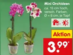 Netto Marken-Discount Mini Orchideen Angebot