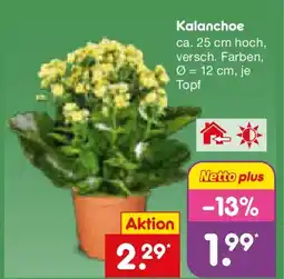 Netto Marken-Discount Kalanchoe Angebot