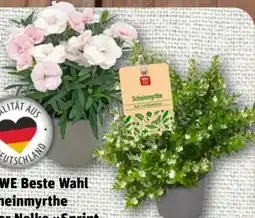 nahkauf Rewe Beste Wahl Scheinmyrthe Angebot