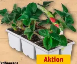 REWE Center Erdbeeren-Pflanzen Angebot