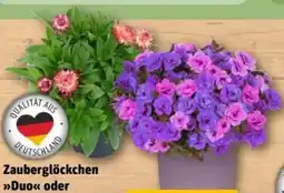 REWE Center Zauberglöckchen duo Angebot
