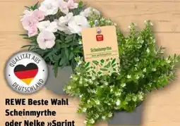 REWE Center Rewe Beste Wahl Scheinmyrthe Angebot