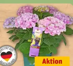 REWE Center Hortensien XL Angebot