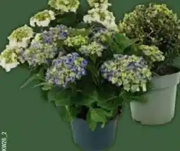 E-Center Ilex-Kugel Angebot
