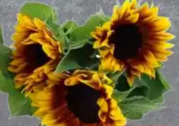 Edeka Frischemarkt Sonnenblumenstrauß Angebot