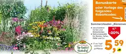 Globus Baumarkt Sommerstauden „Bienenweide❝ Angebot