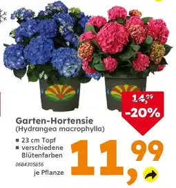 Globus Baumarkt Garten-Hortensie (Hydrangea macrophylla) Angebot