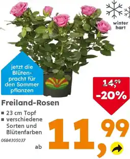 Globus Baumarkt Freiland-Rosen Angebot
