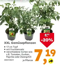 Globus Baumarkt XXL Gemüsepflanzen Angebot