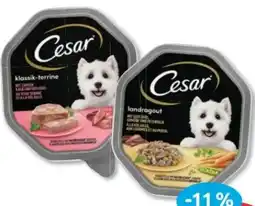 Budni Cesar Hundenahrung Angebot