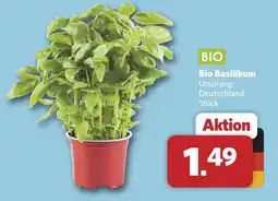 Combi Bio basilikum Angebot