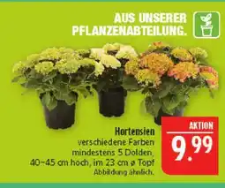 Marktkauf Hortensien Angebot