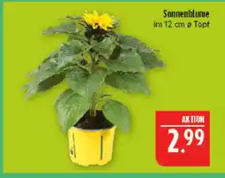 Marktkauf Sonnenblume Angebot