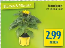 diska Sonnenblume Angebot