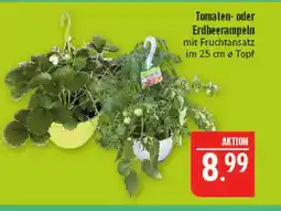Marktkauf Tomaten- oder erdbeerpflanzen Angebot