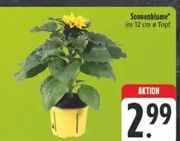 E-Center Sonnenblume Angebot