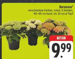 E-Center Hortensien Angebot