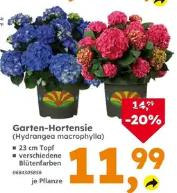 Globus Baumarkt Garten-hortensie Angebot