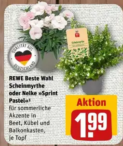 nahkauf Rewe beste wahl scheinmyrthe oder nelke sprint pastell Angebot