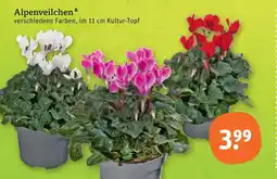 tegut Alpenveilchen Angebot