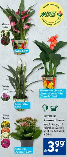Aldi Süd GARDENLINE Zimmerpflanze Angebot