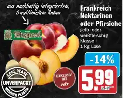 HIT Frankreich Nektarinen oder Pfirsiche Angebot