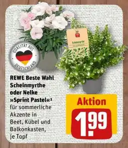 nahkauf REWE Beste Wahl Scheinmyrthe oder Nelke Sprint Pastel Angebot