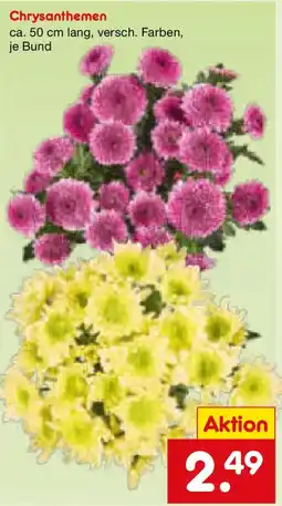 Netto Marken-Discount Chrysanthemen Angebot