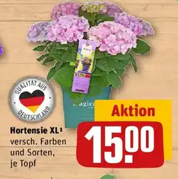 REWE Hortensie XL Angebot