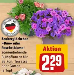 REWE Zauberglöckchen Duo oder Raschelblume Angebot